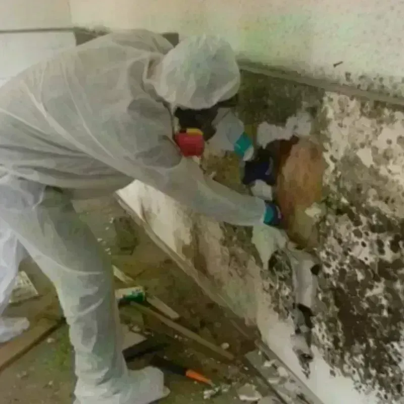 Mold Remediation and Removal in Forest Park, OK